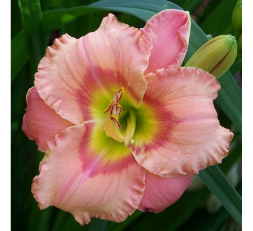 Лілейник, гемерокаліс  Елегант Кенді (HEMEROCALLIS Elegant Candy)